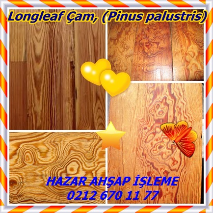 catsLongleaf Çam, (Pinus palustris)85