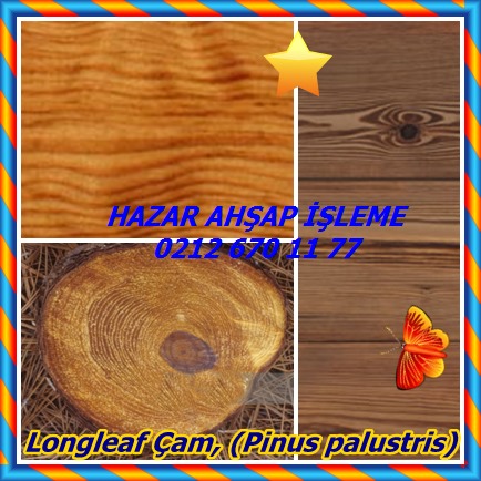 catsLongleaf Çam, (Pinus palustris)868
