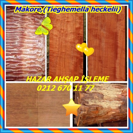 catsMakore,(Tieghemella heckelii)56535353