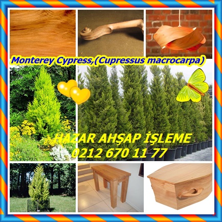 catsMonterey Cypress,(Cupressus macrocarpa)444