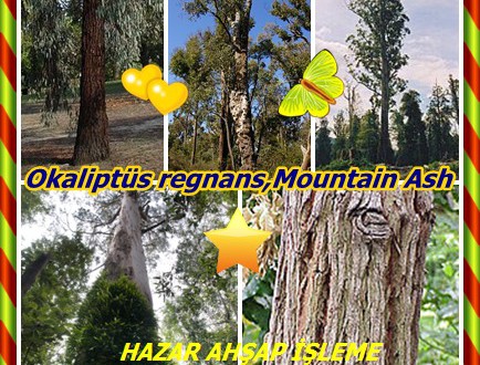 Mountain Ash, Victorian Ash,Üvez ağacı,(Okaliptüs regnans)