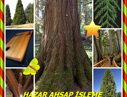 Batı Redcedar,Western Redcedar, (Thuja plicata),Batı ya da dev redcedar, dev arborvitae, shinglewood, kano sedir