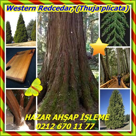 catsWestern Redcedar, (Thuja plicata)54433