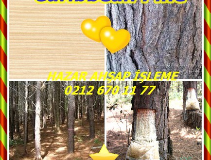 Caribbean Pine,Karayip Çam, Pinus caribaea,Pino maço,Bahamalar çıralı çam, çam caribaea, Karayip çam, Honduras Karayip çam, Honduras çam, çıralı çam, güney çam