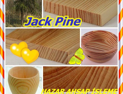 Jack Pine,Doğu jack,(Pinus banksiana) Gri, Siyah, Black jack, Scrub, Prens’in çam veya Banksiana çam veya Pin gris.
