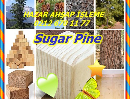 Sugar Pine,Pinus lambertiana,