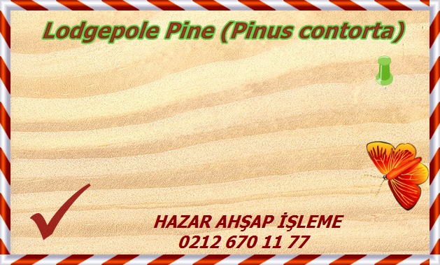 lodgepole-pine-2