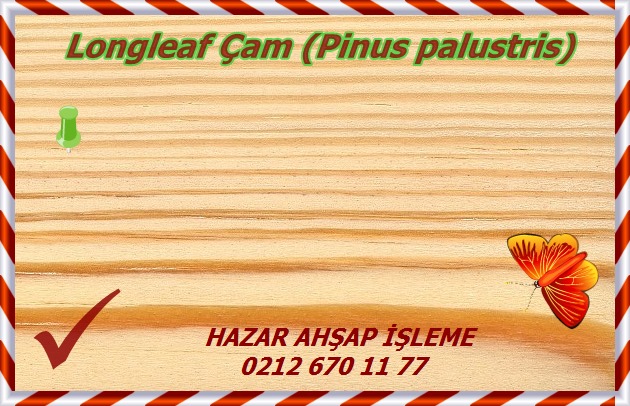 longleaf-pine