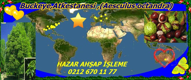 map_of_Aesculus_flava