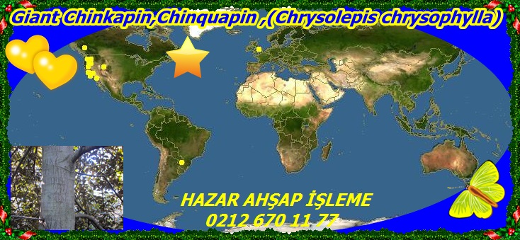 map_of_Chrysolepis_chrysophylla