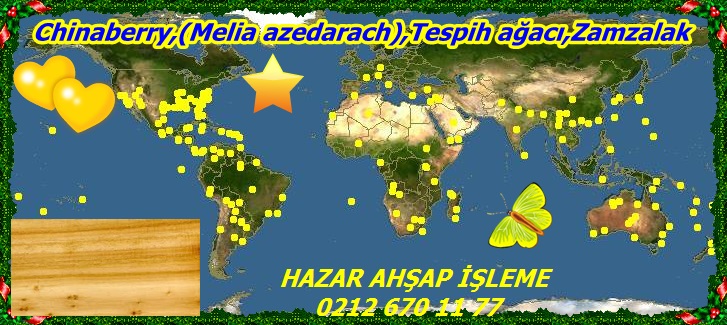 map_of_MeliaChinaberry,(Melia azedarach),Tespih ağacı,Zamzalak