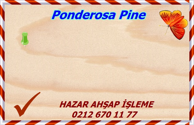 ponderosa-pine (1)