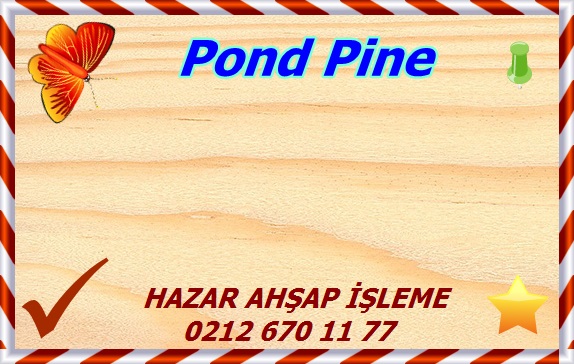 sand-pine (1)