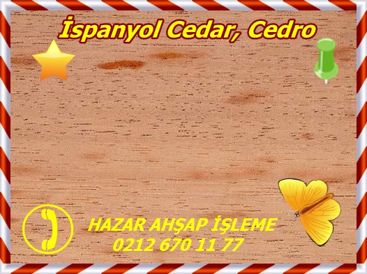 Wood surface, Spanish Cedar Wood (Cedrela odorata) full frame