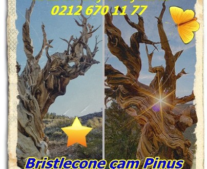 Bristlecone çam Pinus,Dünyada Eski Ağaçlar
