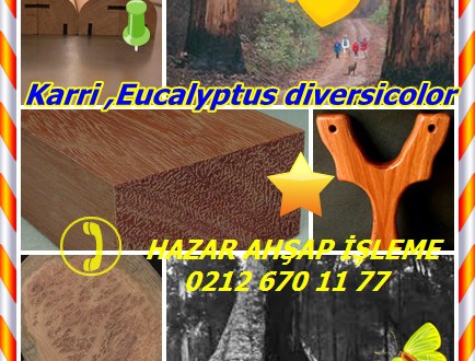Karri ,Eucalyptus diversicolor