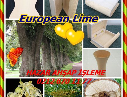 European Lime,Common Lime, Common Linden,Ihlamur