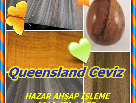 Queensland Ceviz, Orientalwood,(Endiandra palmerstonii), Avustralya,Ceviz, Siyah; Ceviz Bean; Bean, Ceviz; Siyah Nut , Siyah Ceviz, Orientalwood, Queensland Ceviz,Ceviz, Queensland,Avustralya Ceviz