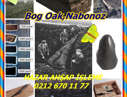 Bog Oak, Nabonoz Meşe,İrlandalı bataklık meşe,morta