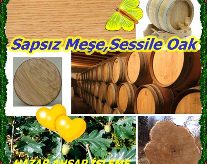 Sapsız Meşe,Sessile Oak,(Quercus petraea)