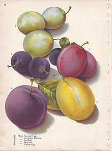 220px-Page_14_plum_-_Imperial_Gage,_Shropshire_Damson,_Lombard,_Maynard,_Yellow_Egg