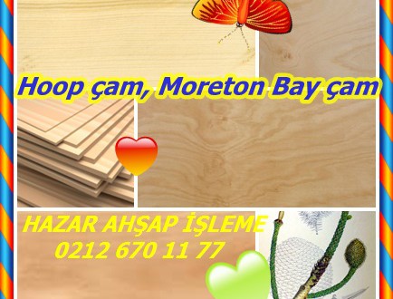 Hoop çam, Moreton Bay çam, sömürge çam, arakaria, Dorrigo Çam (Araucaria cunninghami),kasnak çam,Colonial Çam, Dorrigo Çam,