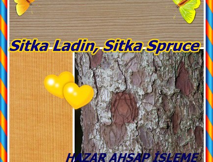 Sitka Ladin, Sitka Spruce ,(Picea sitchensis), tideland ladin, sahil ladin, Menzies ladini