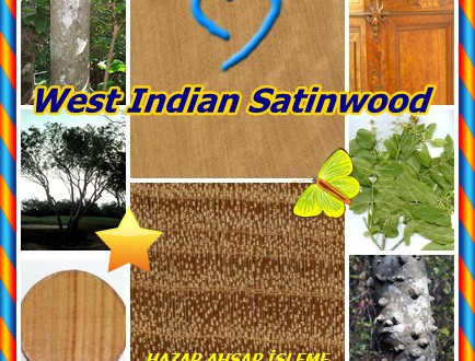 Batı Hint SATINWOOD,West Indian Satinwood, (Zanthoxylum flavum),Sarı-kafa, Yellowheart, Sarı Sanders,Bois Noyer,Espinillo