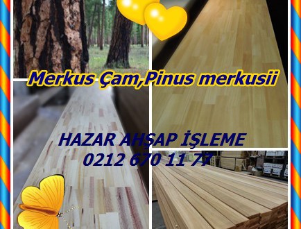 Sumatra Çam, Merkus Çam,Pinus merkusii,Merkus en Çam, Mindoro Çam,