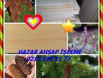 Engelmann Ladin ,Engelmann Spruce,(Picea engelmannii), beyaz ladin ,  dağ ladin , gümüş ladin, Kolomb ladin,Meksika Ladin