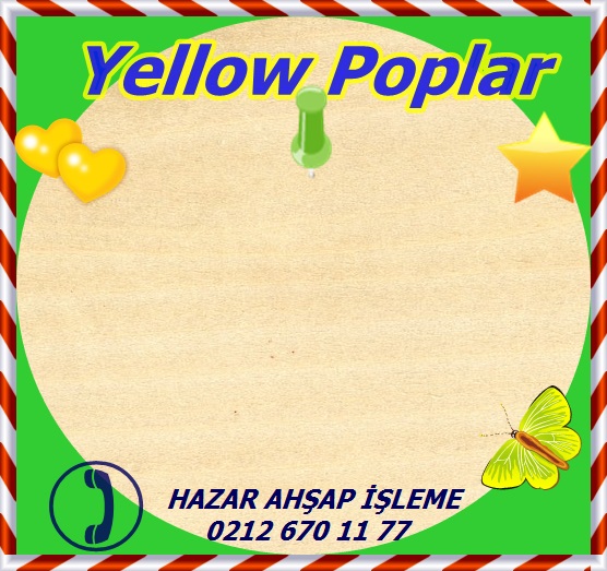 yellow-poplar