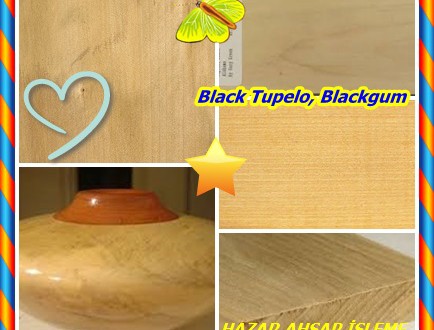 Black Tupelo, Blackgum,Siyah Tupelo, (Nyssa sylvatica),Siyah Tupelo, Blackgum, Pepperidge, tupelo ve tupelogum, Siyah Sakız ve Ekşi Sakız vardır, Sourgum,Mustatupelo