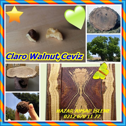 catsClaro Walnut,Ceviz565