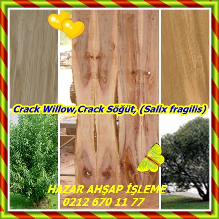 catsCrack Willow,Crack Söğü222