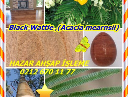Black Wattle ,(Acacia mearnsii),acácia-negra (Portuguese), Australian acacia, Australische akazie (German), black wattle (English), swartwattel (Afrikaans), uwatela (Zulu)
