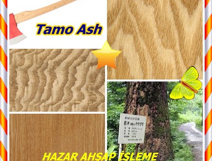 Tamo Kül ,Tamo Ash,(Fraxinus mandshurica), Japon Ash, Mançurya Ash,Japon kül,Mançurya kül,shui qu liu ,mandschurische Esche,yachidamo – Japon romaji, manchurisk