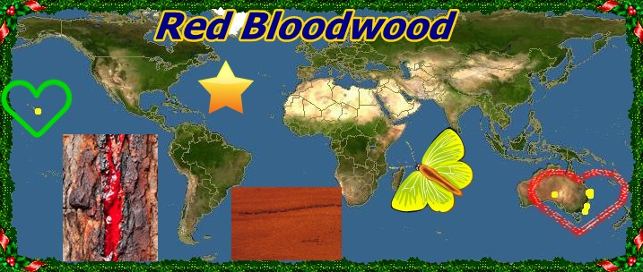 20mRed Bloodwood