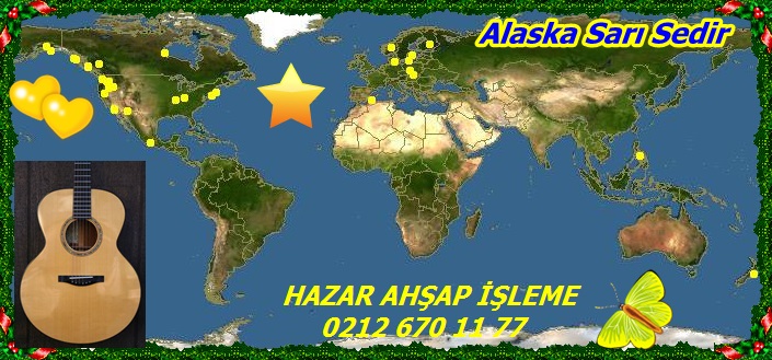 Alaska Sarı Sedir 343