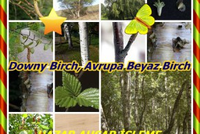 Downy Birch, Avrupa Beyaz Birch,(Betula pubescens),ortak beyaz huş,Hieskoivu, Bouleau blanc, Bouleau ergin, Bouleau tüylü, Moor-Birke, Birki, mesteacăn pufos