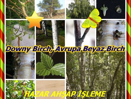 Downy Birch, Avrupa Beyaz Birch,(Betula pubescens),ortak beyaz huş,Hieskoivu, Bouleau blanc, Bouleau ergin, Bouleau tüylü, Moor-Birke, Birki, mesteacăn pufos