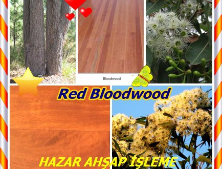 Red Bloodwood,(Corymbia gummifera),Kırmızı Bloodwood, Bloodwood, Uçuk Bloodwood, Pembe Bloodwood, Pale Kulcha Bloodwood, Küçük çiçekli Bloodwood, Okaliptüs gummifera, Okaliptüs corymbosa, Corymbia intermedia, Okaliptüs intermedia, Corymbia polycarpa, Okaliptüs polycarpa