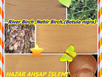 River Birch ,Nehir Birch,(Betula nigra),nehir huş ,kırmızı huş