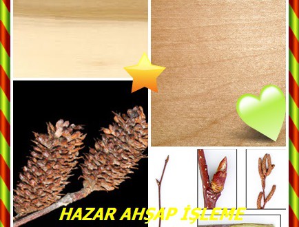 Tatlı Birch, Sweet Birch,(Betula lenta),Kiraz Birch, tatlı huş, siyah Birch, Kiraz Birch,Sweet birch, Cherry birch, Black birch, Mahogany birch