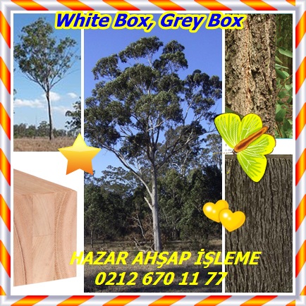 catsWhite Box, Grey Box77