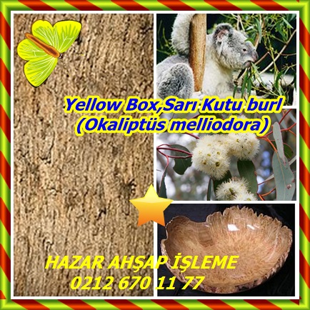 catsYellow Box,Sarı Kutu burl (Okaliptüs melliodora)232