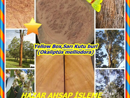 Yellow Box,(Eucalyptus melliodora),Sarı Kutusu,Bal Okaliptüs,Sarı-box,