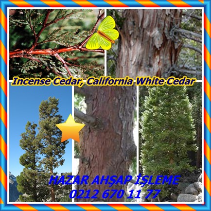 catsIncense Cedar, California White Cedar98